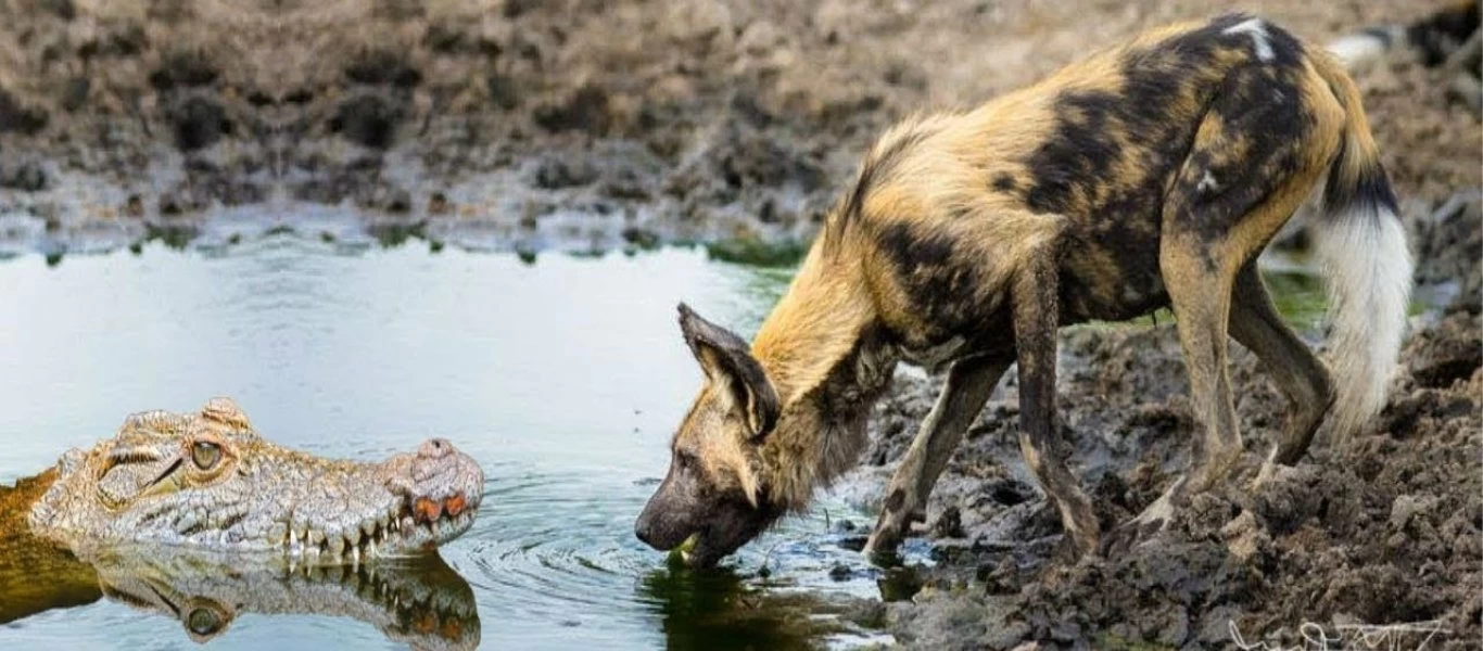 Θανάσιμη μάχη: Αγέλη από αγριόσκυλα επιτίθεται σε... κροκόδειλο - Ποιος θα κερδίσει; (βίντεο)